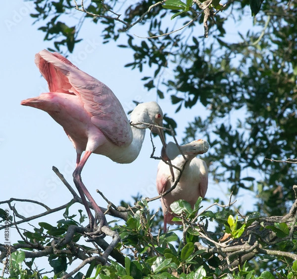 Obraz Roseate Spoonbill in a tree