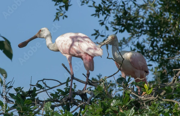 Obraz Roseate Spoonbill in a tree