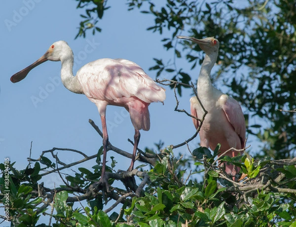 Obraz Roseate Spoonbill in a tree