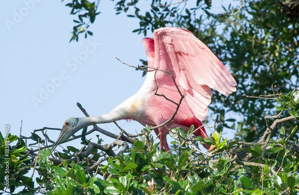 Obraz Roseate Spoonbill in a tree