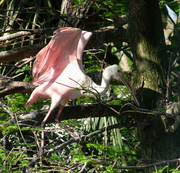 Obraz Roseate Spoonbill in a tree