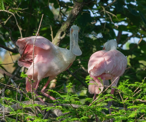 Obraz Roseate Spoonbill in a tree