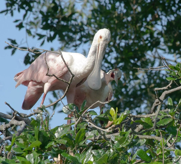 Obraz Roseate Spoonbill in a tree