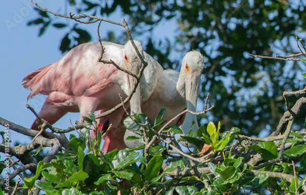 Obraz Roseate Spoonbill in a tree