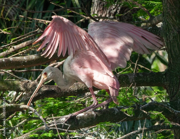 Obraz Roseate Spoonbill in a tree