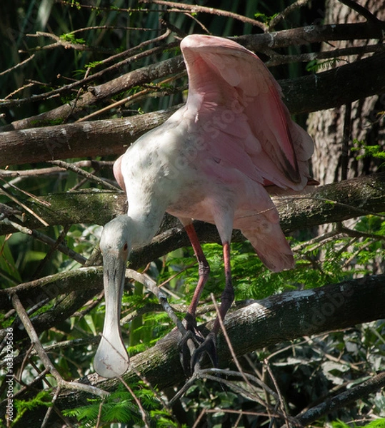 Obraz Roseate Spoonbill in a tree