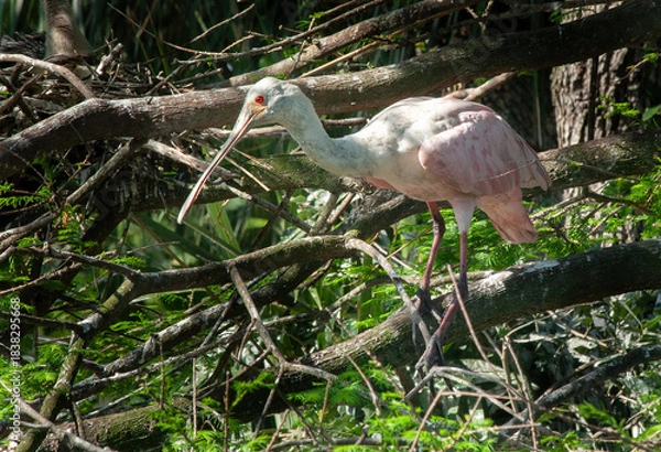Obraz Roseate Spoonbill in a tree