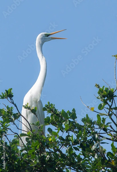 Obraz Great White Heron in a tree