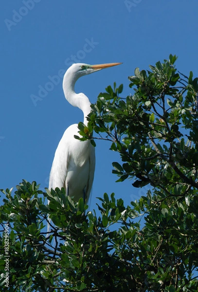 Obraz Great White Heron in a tree