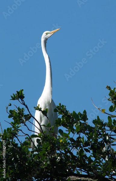 Obraz Great White Heron in a tree