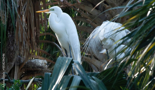 Obraz Great White Heron in a tree