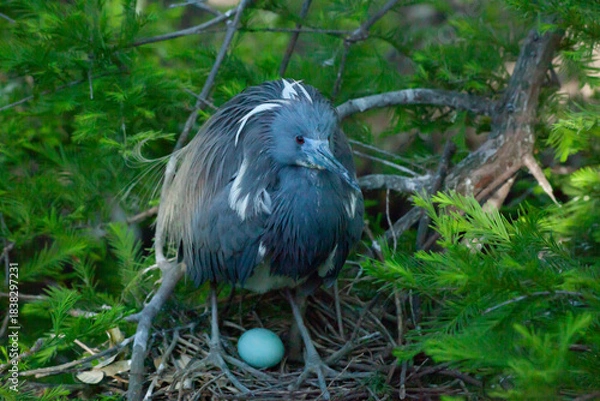Fototapeta Tri Colored Heron