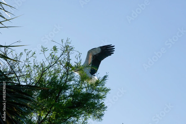 Obraz Wood Stork flying near trees