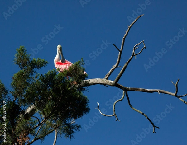 Obraz Roseate Spoonbill in a tree