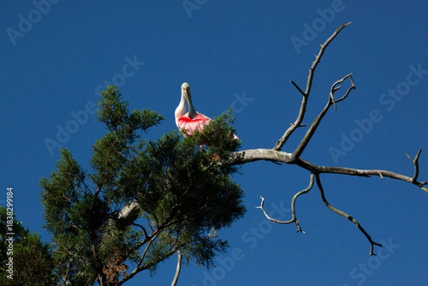 Obraz Roseate Spoonbill in a tree