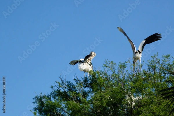 Obraz Wood Stork flying near trees