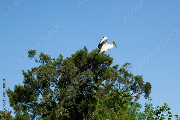Obraz Roseate Spoonbill in a tree