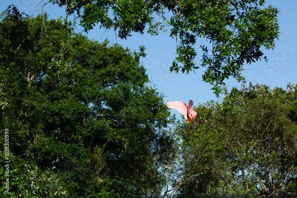 Obraz Roseate Spoonbill in a tree