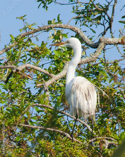 Obraz Great White Heron in a tree