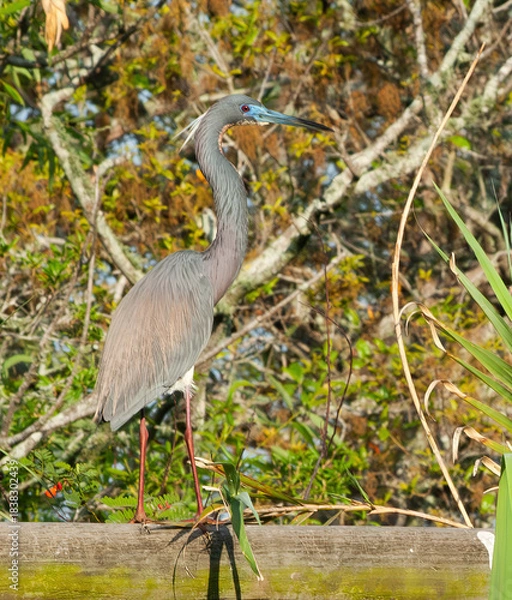 Obraz Try Colored Heron in a tree