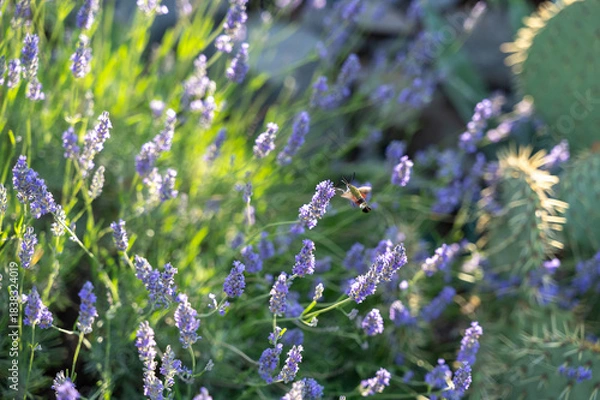 Obraz Hawk-moth butterfly on lavender blossom