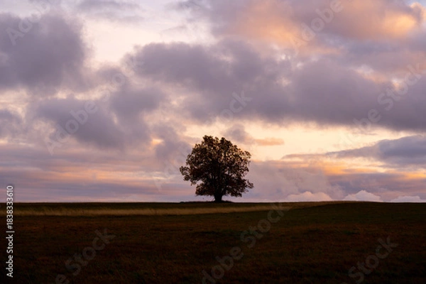 Obraz Tree in nature with horizon and sky