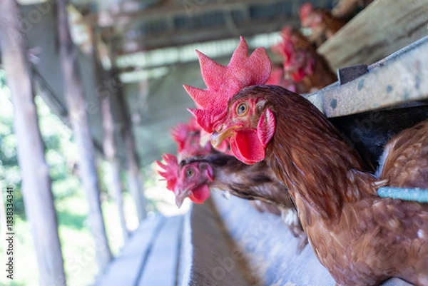 Obraz Chicken eggs heather on farm	
