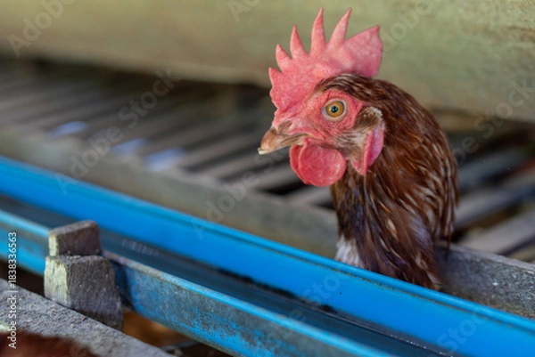 Obraz Chicken eggs heather on farm	