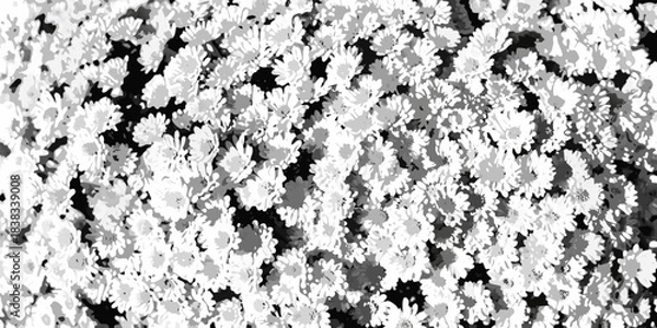 Obraz A close up view of numerous small white flowers in a dense cluster