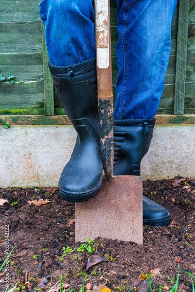 Fototapeta Wellington boot on a garden spade digging in the soil, gardening concept, Vertical orientation
