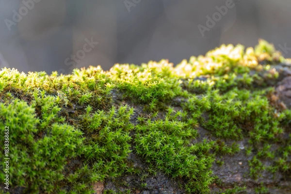 Fototapeta Bright green moss Bryophyta carpets a rough tree trunk in soft sunlight. Shallow depth of field creates a smooth natural background.