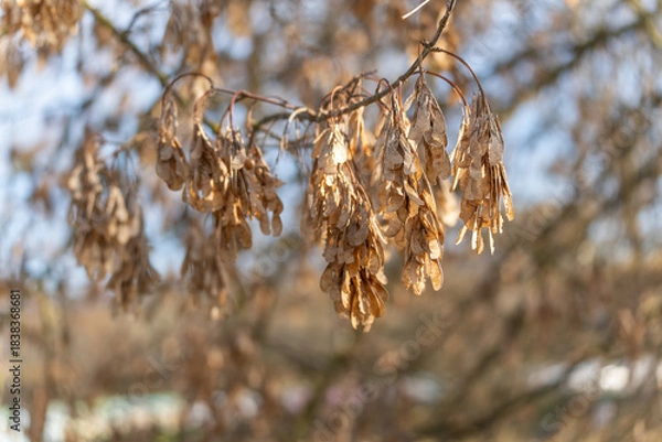 Fototapeta Dry maple seed clusters Acer samaras hang from bare branches in warm sunlight. Autumn tones and blurred background create a calm mood.