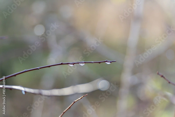 Fototapeta Close-up of a twig with clear water droplets after rain. Minimal nature scene with creamy bokeh and gentle sunlight.
