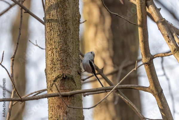 Obraz A long-tailed tit Aegithalos caudatus clings to a tree trunk in a forest. Its small round body and long tail stand out against the bark texture.