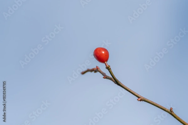 Fototapeta A single red rosehip Rosa canina berry stands out against a clear blue sky. Minimalistic composition highlights the bright fruit and slender twig.