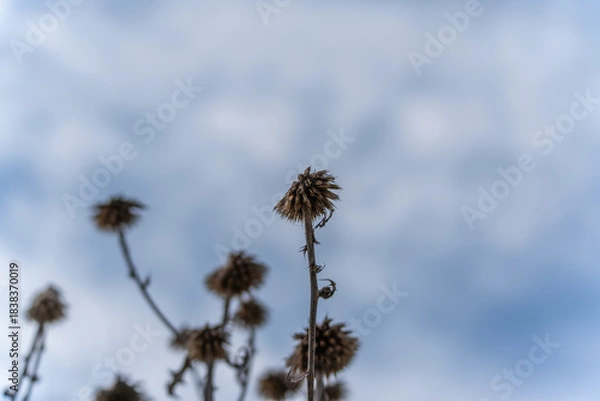 Fototapeta Dried flower heads of coneflowers Echinacea purpurea reach toward a cloudy sky. The sharp textures contrast beautifully with the soft blue-gray background.
