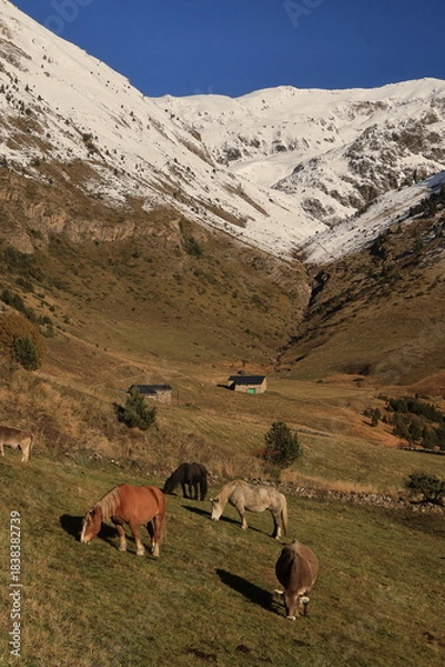 Obraz cows in the mountains