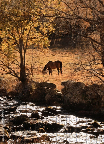 Obraz horse in sunset