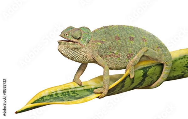 Fototapeta Chameleon on a leaf