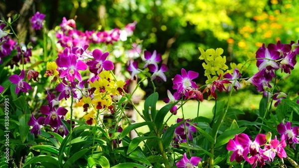 Fototapeta 활짝 핀 열대 난꽃