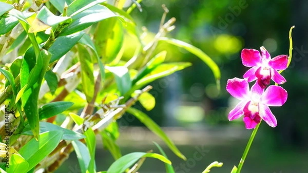 Fototapeta 활짝 핀 열대 난꽃