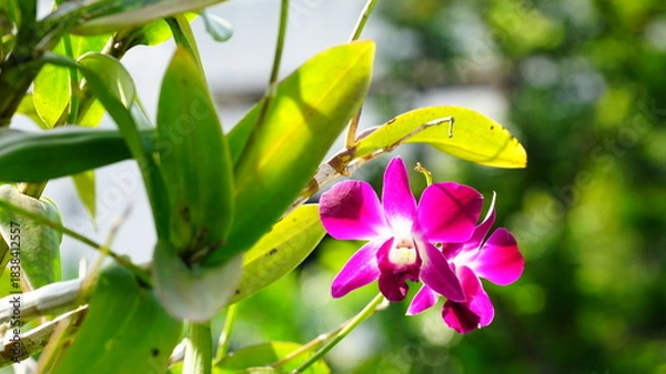 Fototapeta 활짝 핀 열대 난꽃