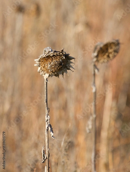 Fototapeta dry flower in the wind