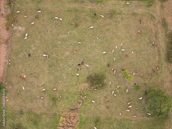 Obraz Greenfield with cows resting above top view