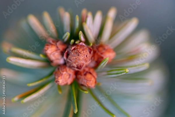 Fototapeta Macro shot of fir tree buds and needles with smooth bokeh and warm tones. Perfect for holiday backgrounds, Christmas elements, natural textures, and winter-themed designs.