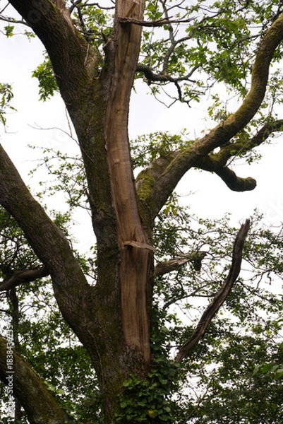 Fototapeta Tronc d'arbre .