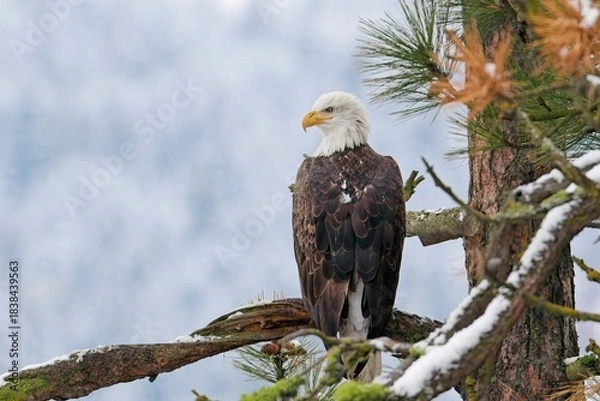 Obraz  Bald eagle perched in pine tree