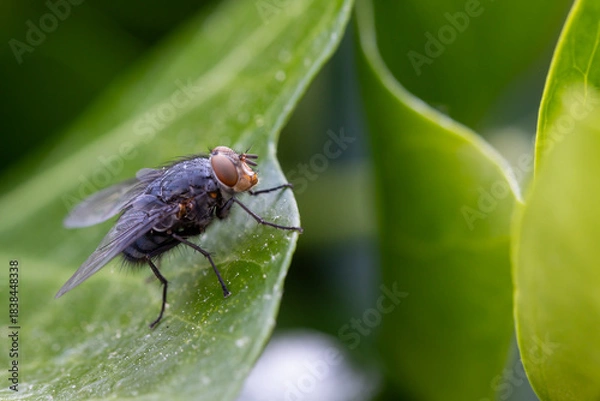 Fototapeta Common housefly insect (Musca domestica)resting on green leaf in nature