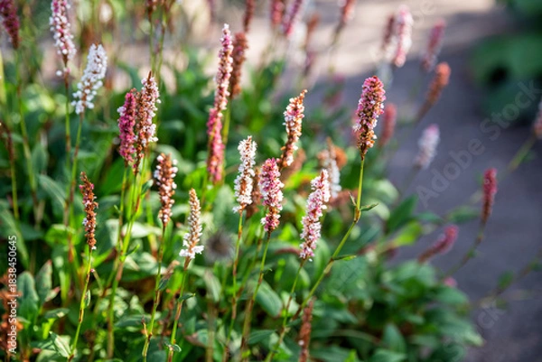 Fototapeta Persicaria maculosa