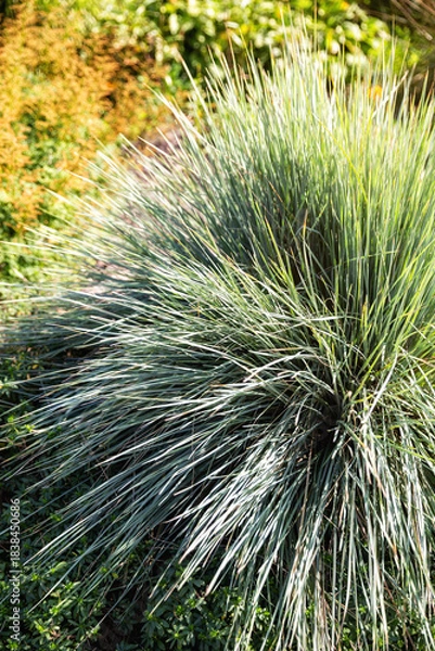 Fototapeta Helictotrichon sempervirens
